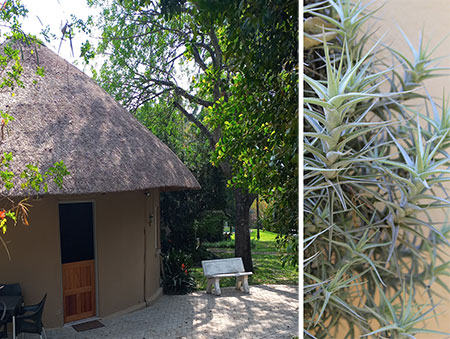 Nelspruit Accommodation Crocodile Nest B&B - Room 2
