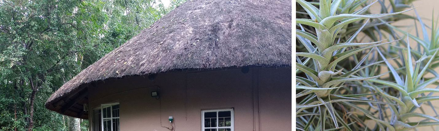 Nelspruit Accommodation Crocodile Nest B&B